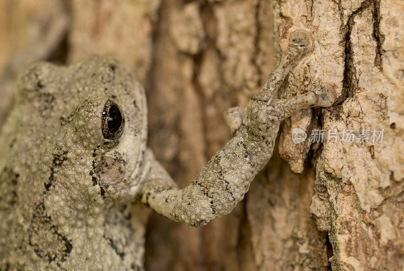 白橡树上常见的灰色树蛙(Hyla versicolor)